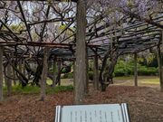 ゆん。さんの相馬神社の藤棚の投稿写真1