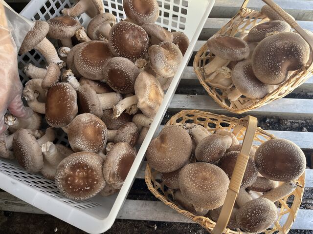 大きくて肉厚立派なしいたけだったので
たくさん狩りました!
_霜降しいたけ 有機農園