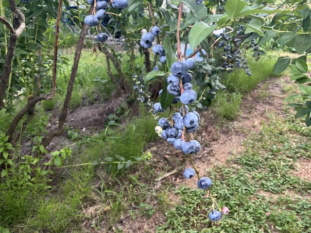 ブルーベリー_荒谷果樹園