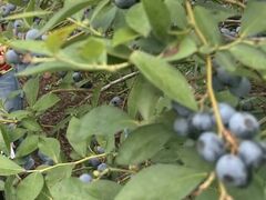 神田ブルーベリー農園の写真1