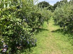 小林観光ブルーベリー園の写真2