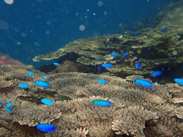 この他にもいろいろと魚が見えました!_水塊-シュノーケルガイド専門店-
