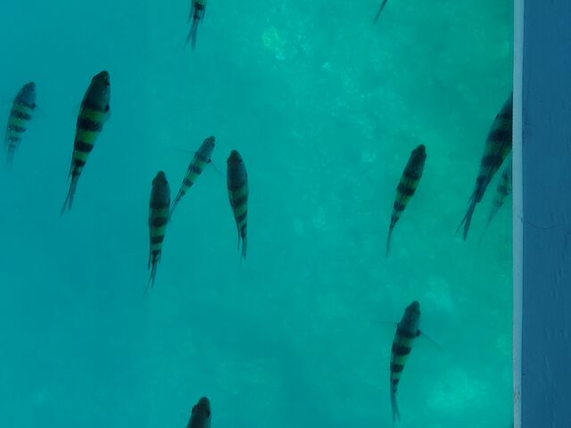 魚の大群が見れました_新原海底観光センター