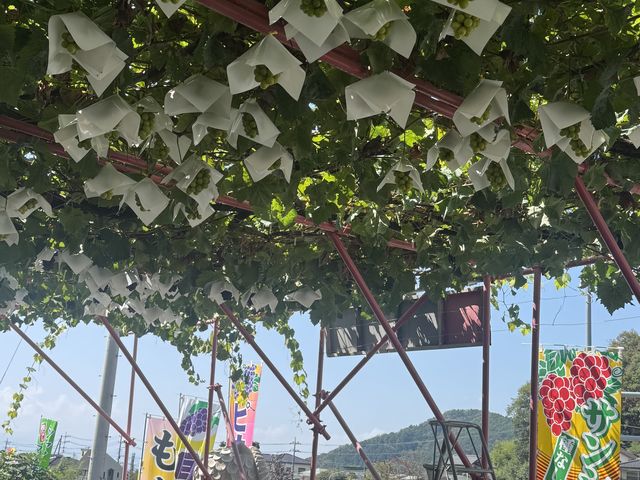 受付の所にも新鮮なマスカットがなっていて写真も撮れ良かったです。_和田農園