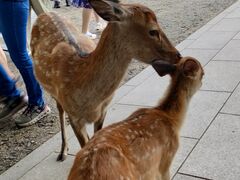 東大寺の写真1