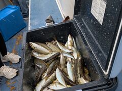 戸田港 福将丸の写真1