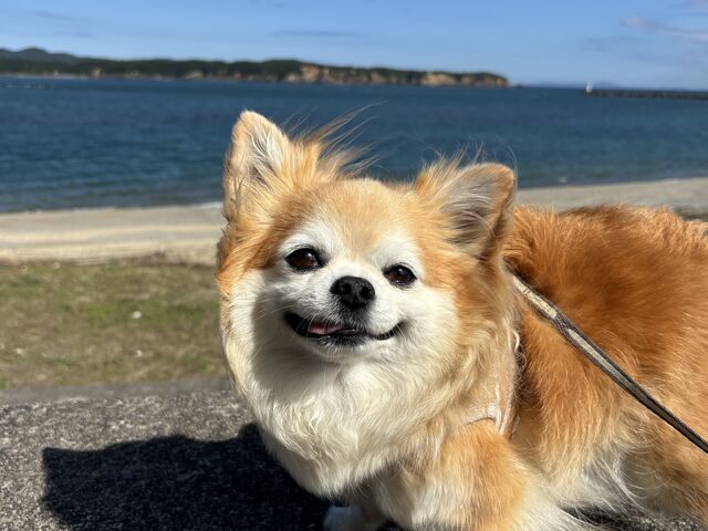 綺麗な海とチビちゃん_浦ノ浜