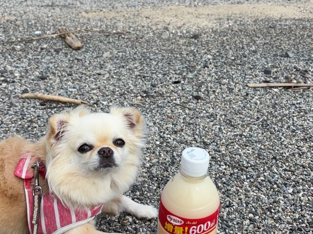 綺麗な海を見ながらぐんぐんグルトのんだよ_浦ノ浜