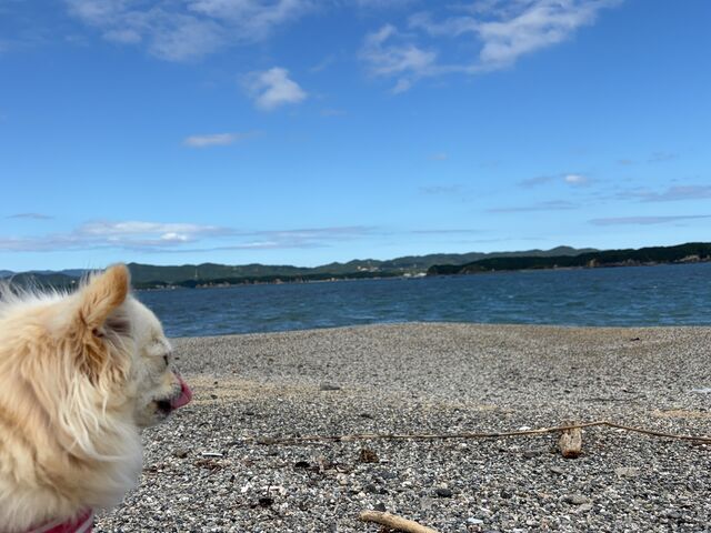 ココちゃん気持ちよさそうにくつろいでたよ_浦ノ浜