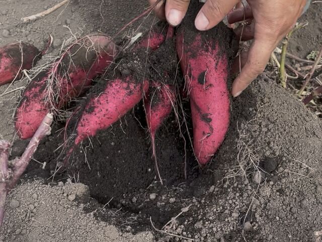 シルクスイートって横文字に惹かれたのだが、チャートを見て決めれば良かったと終わってから思いましたw_川戸農園