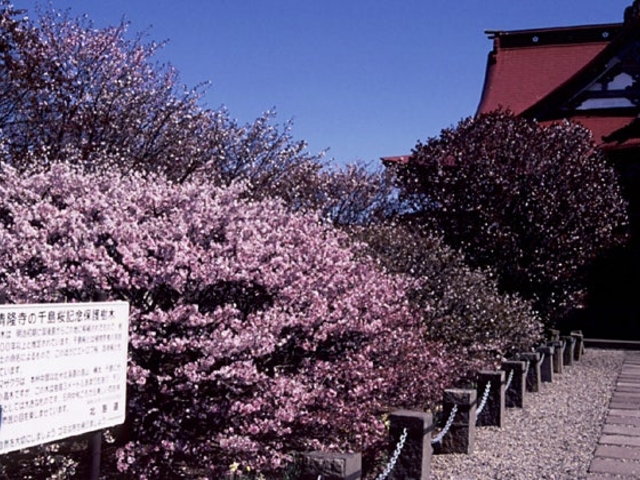 千島桜_千島桜