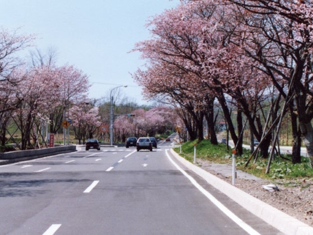 登別の桜並木