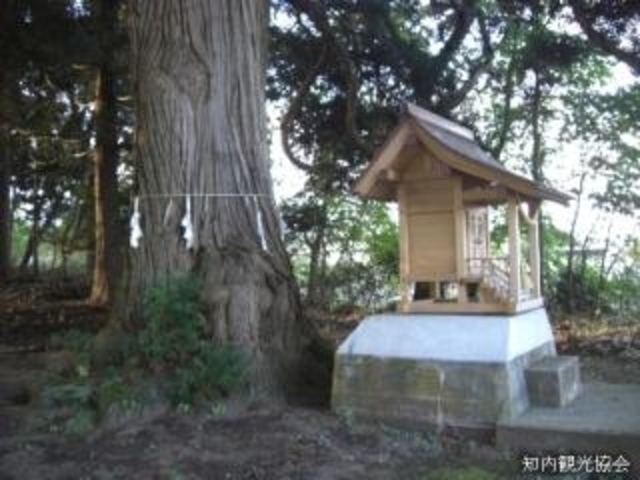 知内町の姥杉の写真1