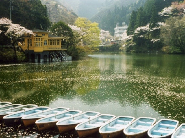 鎌北湖の桜の写真1