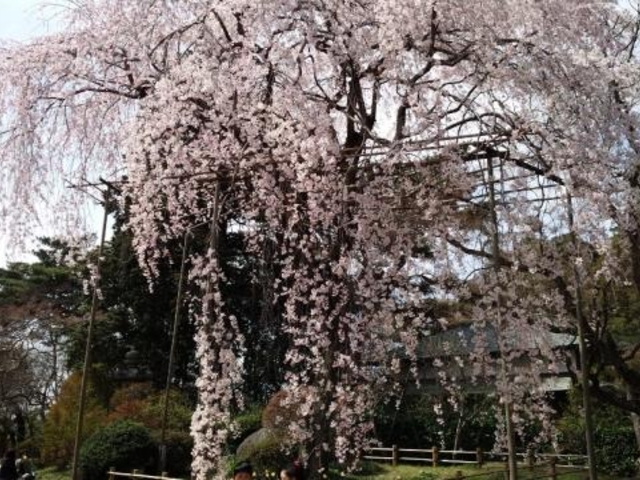 清水公園の桜の写真1