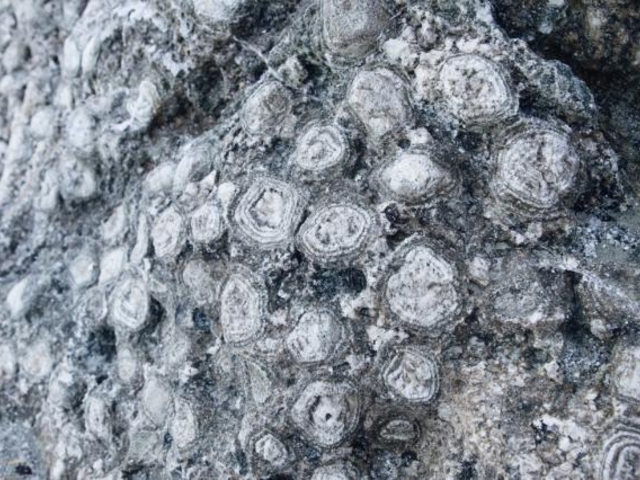 円上島の球状ノーライトの写真1