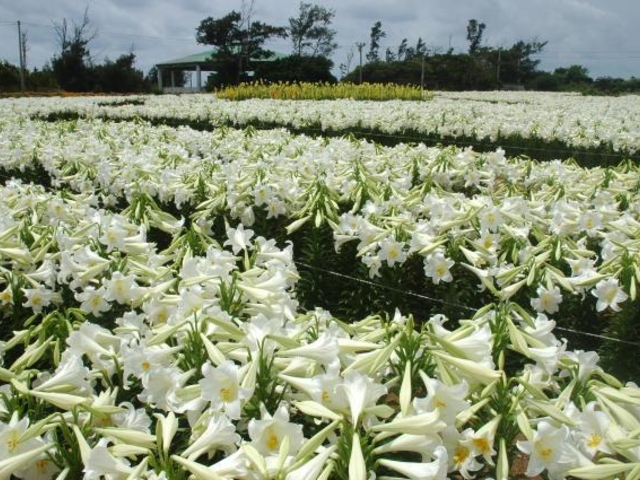 笠石海岸(笠石海浜公園)の写真1
