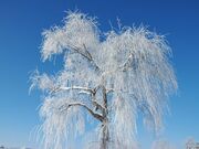 樹氷の写真3