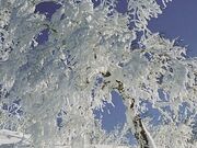 樹氷の写真1