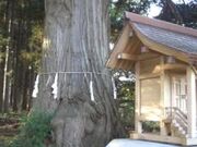 知内町の姥杉の写真3