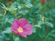斜里町のハマナスの写真1