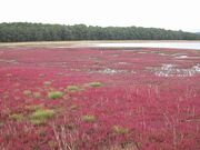 計呂地サンゴ草群生地の写真1