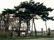 100年の赤松の写真1