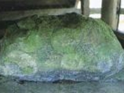 球状閃緑岩(菊面石)の写真2