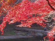 嵐山渓谷の紅葉の写真2