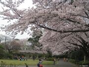 里見公園の桜の写真1