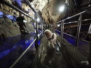 飛騨大鍾乳洞&大橋コレクション館の写真3