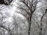 雲仙の霧氷の写真2