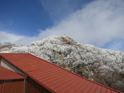 雲仙の霧氷の写真1