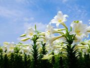 笠石海岸(笠石海浜公園)の写真2