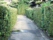 国府の槙垣群の写真1