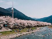 智頭桜土手の写真1