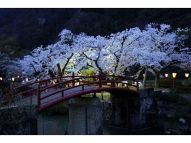 庄川桜並木_庄川温泉郷