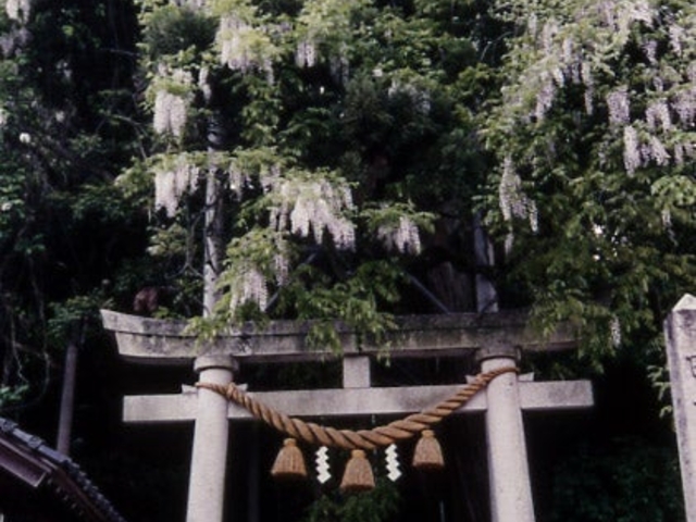 藤波神社の藤の写真1