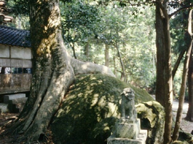 岩抱きのけやき(富山県小矢部市)の写真1