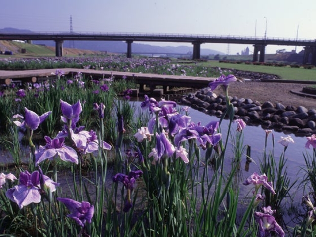 小矢部河川公園の花菖蒲(富山県小矢部市)の写真1