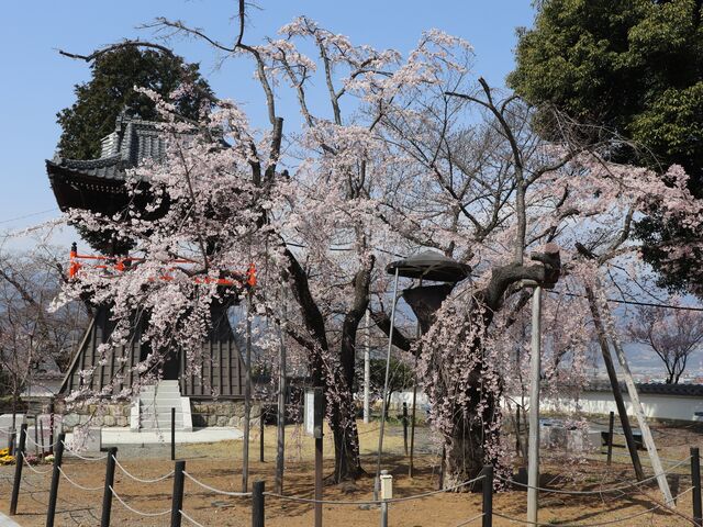 宝寿院しだれ桜
