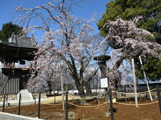 宝寿院しだれ桜