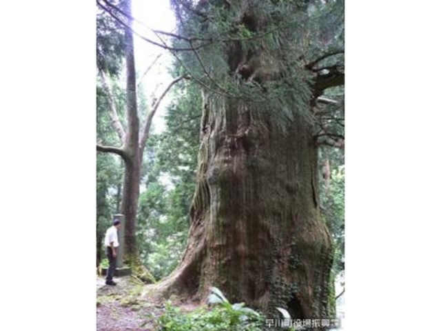 湯島の大杉の写真1