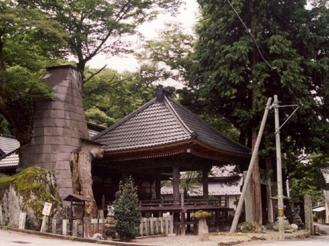 根古屋神社の大ケヤキ_根古屋神社の大ケヤキ