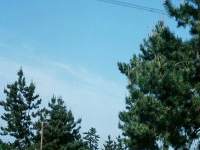 中山道の松並木の写真1