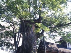 専福寺の大ケヤキの写真1