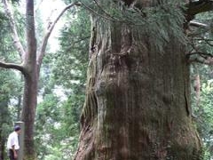 湯島の大杉の写真1