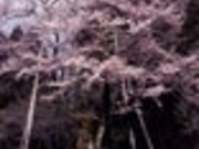 駒つなぎ桜の写真2