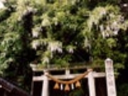 藤波神社の藤の写真3