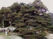 長坂の大いぬくすの写真2